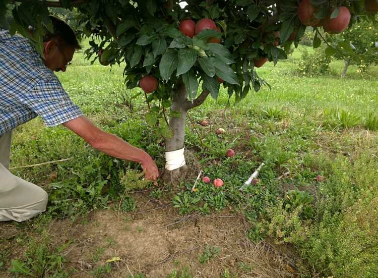 quel-arbre-fruitier-planter-quels-soins-rendre-après-plantation