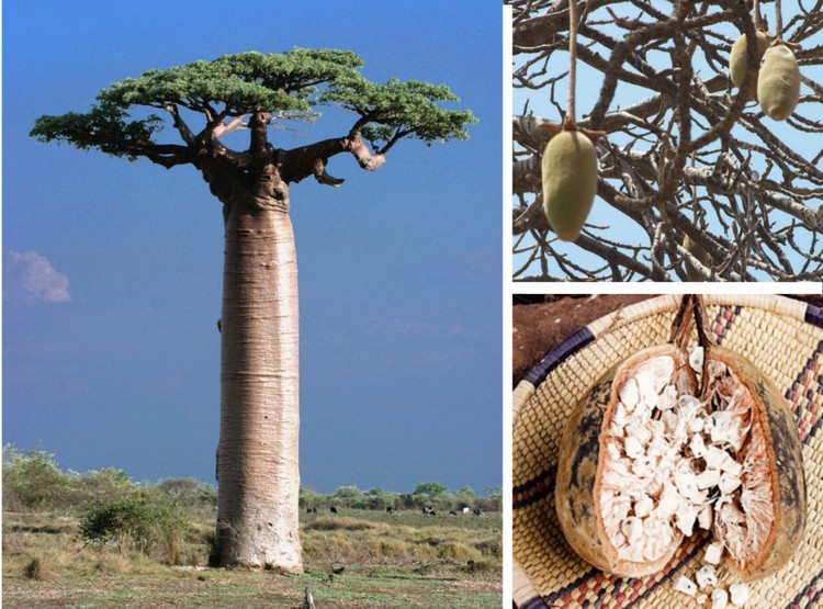 arbre baobab géant fruits graines extraction huile