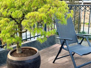 arbre en pot pour terrasse