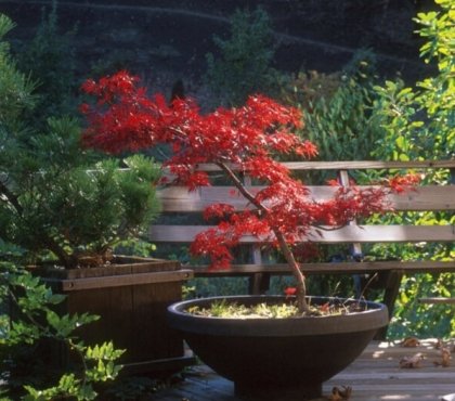 arbre en pot pour terrasse aménager petite surface verte