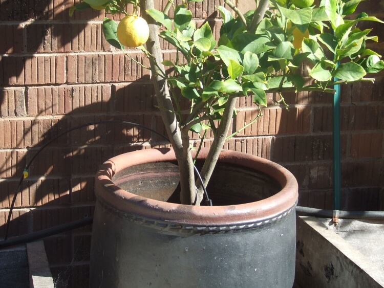 arbre en pot pour terrasse comment choisir conteneurs