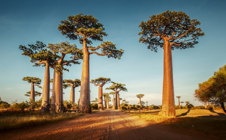 arbres bouteille géants 40 mètres hauteur afrique