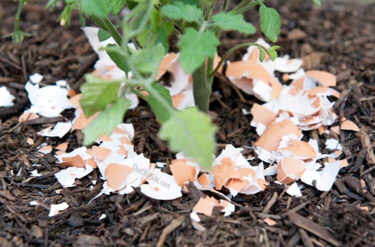 coquilles d'oeufs rempoter plantes régénérer rapidement