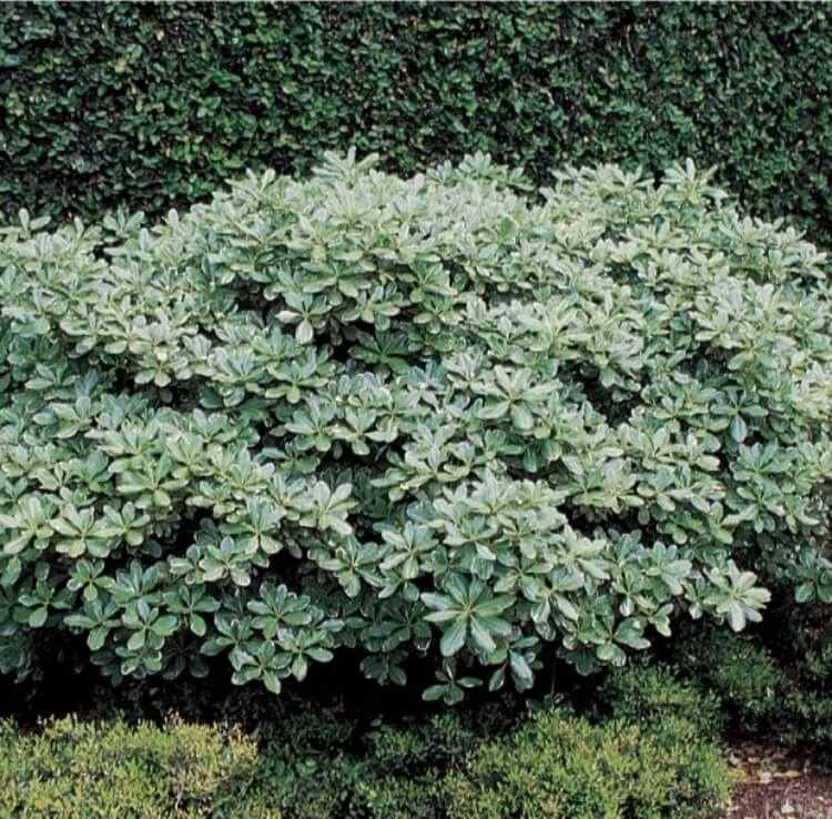 haie de jardin vivante pittosporum japonais populaire sud