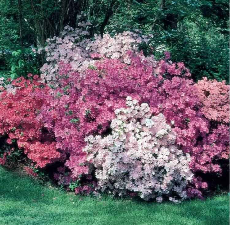 haie vive de jardin azalée ramifications fleurissantes