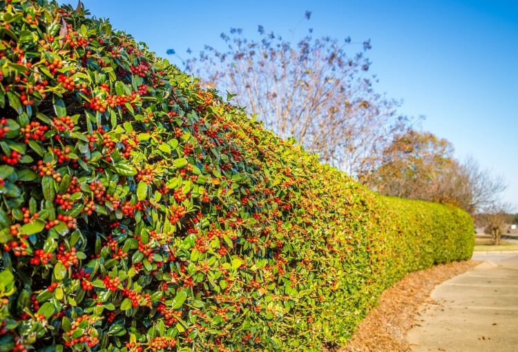 haies naturelles jardin faux houx panaché feuillage persistant