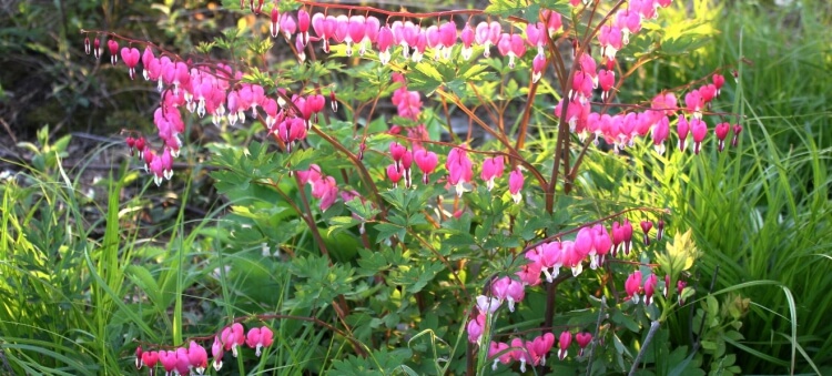 meilleures plantes pour pergola belles fleurs forme coeur look exotique