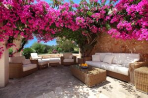 meilleures plantes pour pergola bougainvillier plusieurs couleurs