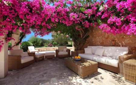 meilleures plantes pour pergola bougainvillier plusieurs couleurs