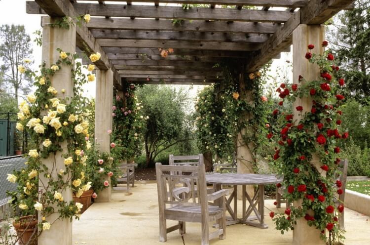 plantes pour pergola roses grimpantes nostalgie romantique