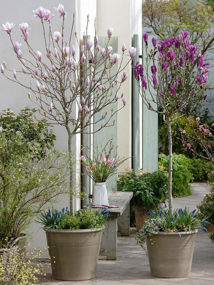 Magnolia Soulangeana magnolia Susan pots pour terrasse ou balcon