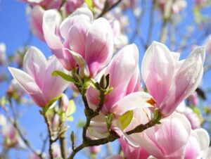 Magnolia Soulangeana variété magnolia en pot pour terrasse balcon