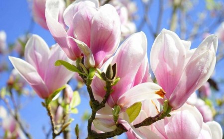 Magnolia Soulangeana variété magnolia en pot pour terrasse balcon