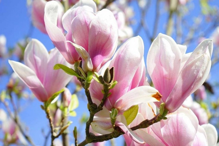 Magnolia Soulangeana variété magnolia en pot pour terrasse balcon