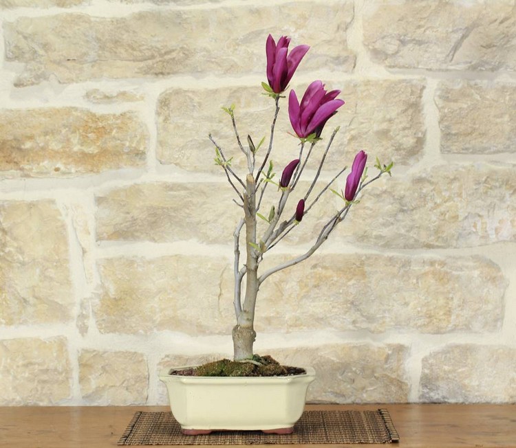 Magnolia en pot pour terrasse balcon bonsai magnolia purpurea