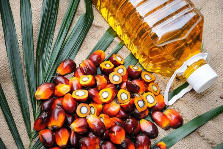 alimentation saine et durable huile palme responsable déforestation