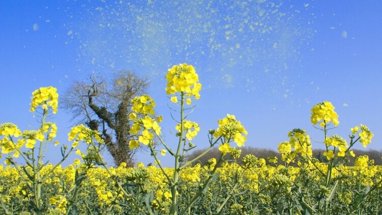 allergies au pollen déclencheurs causes période quelques mois