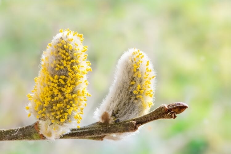 allergies au pollen particules invisibles capacité déplacer