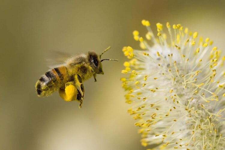 allergies au pollen symptômes causés mauvaises herbes graminées