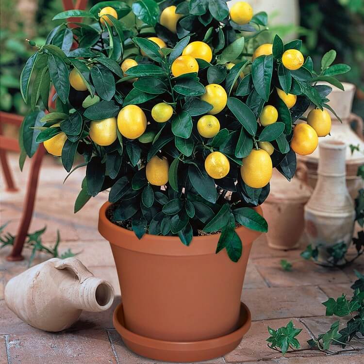 astuces comment faire pousser un citronnier pot partir graines
