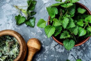 bienfaits ortie piquante arthrite rhume foins infections urinaires