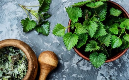 bienfaits ortie piquante arthrite rhume foins infections urinaires