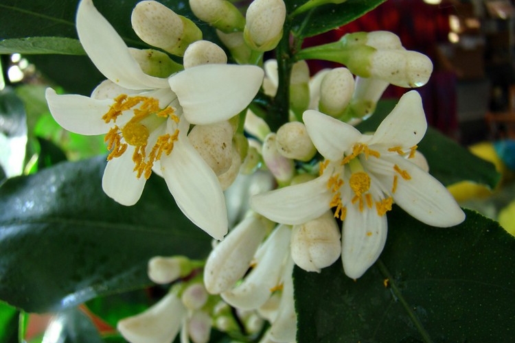 Comment faire pousser un citronnier en pot à partir de pépins — free download