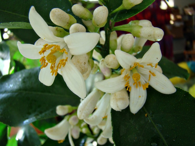 citronnier floraison fleurs blanches odorantes attrayantes