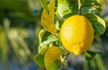 citrons jaune soleil comment faire pousser un citronnier pot