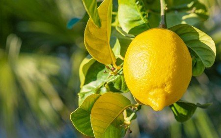 citrons jaune soleil comment faire pousser un citronnier pot