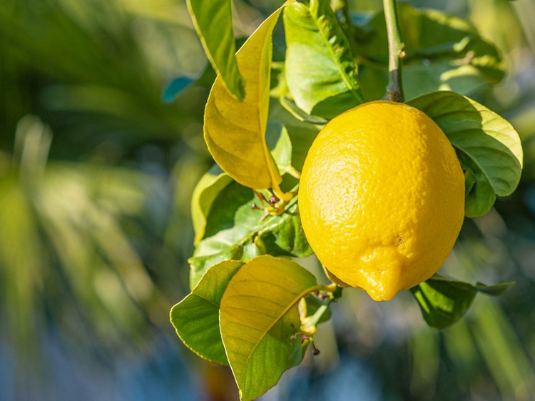 citrons jaune soleil comment faire pousser un citronnier pot