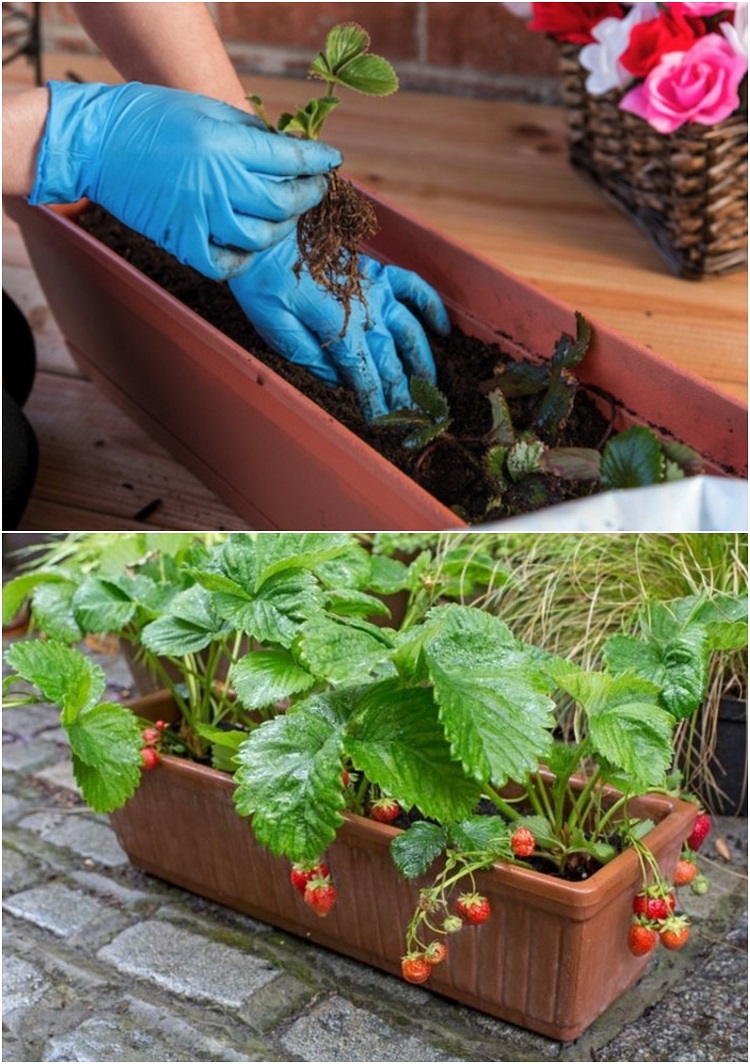 faire pousser des fraises hors sol en jardinières conseils culture fraisiers maison