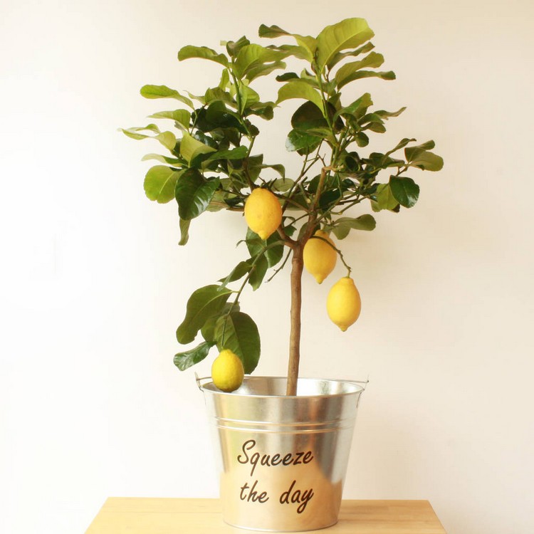 comment faire pousser un citronnier cache-pot personnalisé