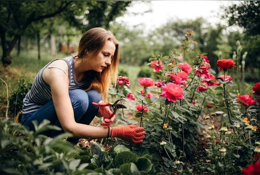comment prolonger la floraison des fleurs