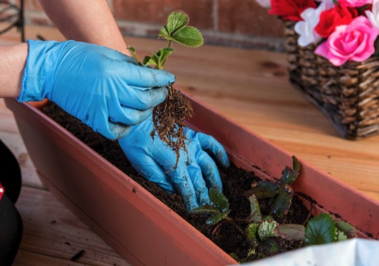 conseils astuces culture des fraisiers comment faire pousser des fraises en jardinière