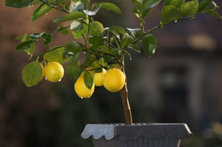 conseils comment faire pousser un citronnier pot partir pépins