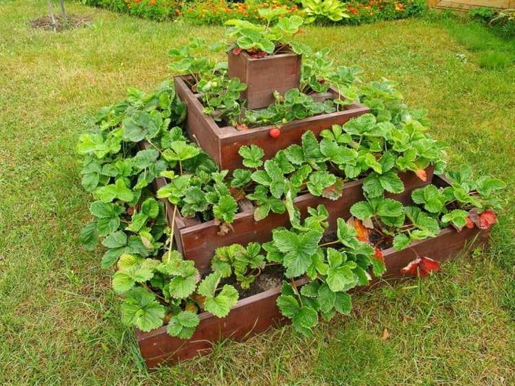 cultiver des fraises dans son jardin pyramide en bois