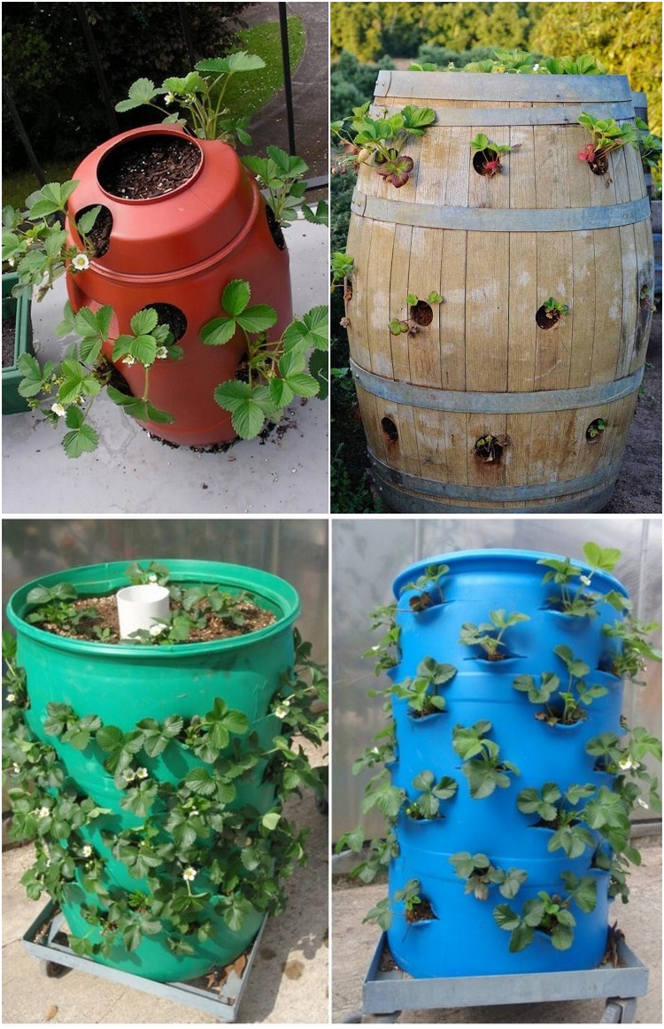 cultiver des fraises dans un tounneau en bois ou plastique idée récup culture fraisiers