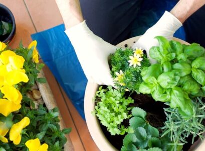 cultiver plantes aromatiques sur balcon conseils entretien