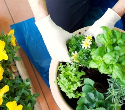 cultiver plantes aromatiques sur balcon conseils entretien