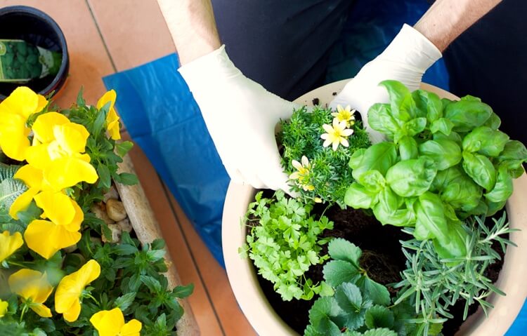 cultiver plantes aromatiques sur balcon conseils entretien