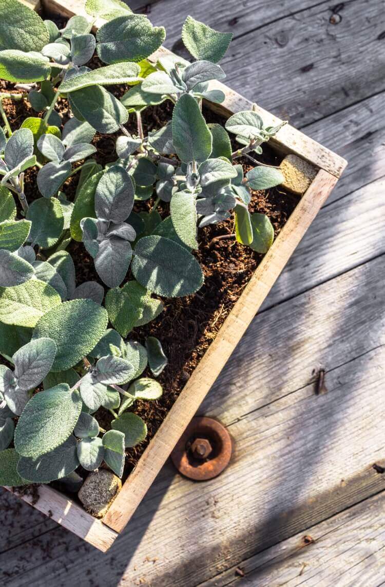 cultiver plantes aromatiques sur balcon sauge fraîche jardinière bois