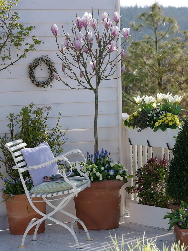 décoration extérieur Magnolia Soulangeana en pot pour terrasse balcon