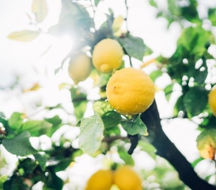 entretien citronnier conseils lutter maladies parasites