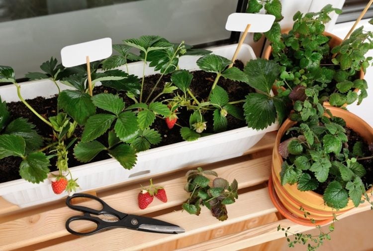 faire pousser des fraises en intérieur en pots jardninières et bacs