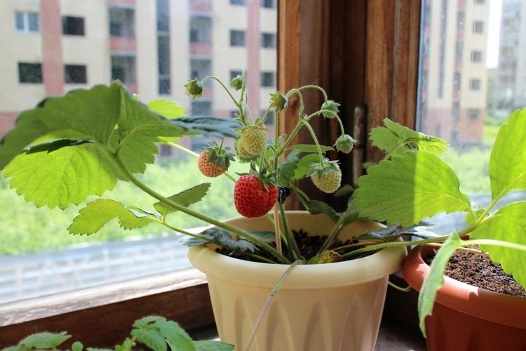 faire pousser des fraises en pot bac ou jardinière culture fraisiers intérieur