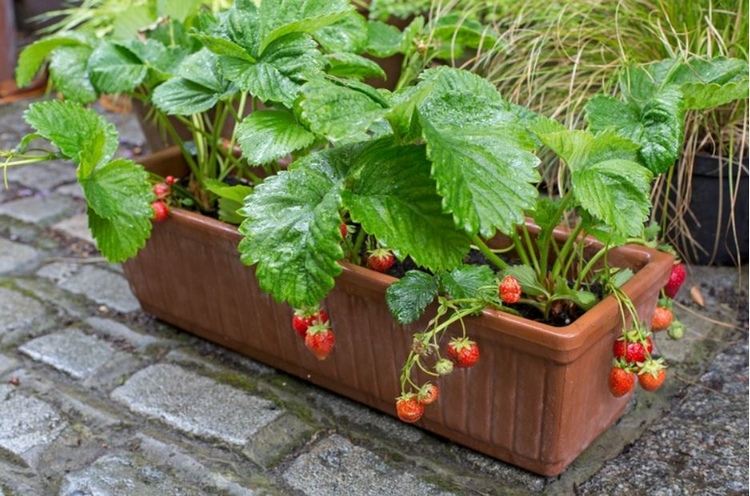 faire pousser des fraises hors sol en jardinières conseils culture fraisiers maison