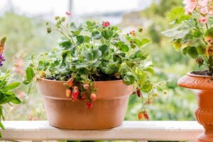 faire pousser des fraises hors sol en pots gouttières bacs