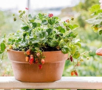 faire pousser des fraises hors sol en pots gouttières bacs