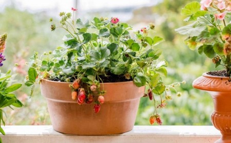 faire pousser des fraises hors sol en pots gouttières bacs
